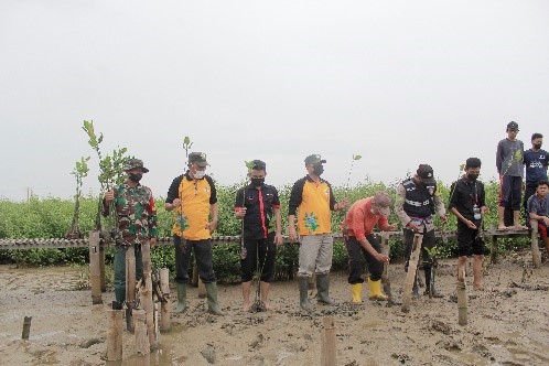 penanaman hutan mangrove